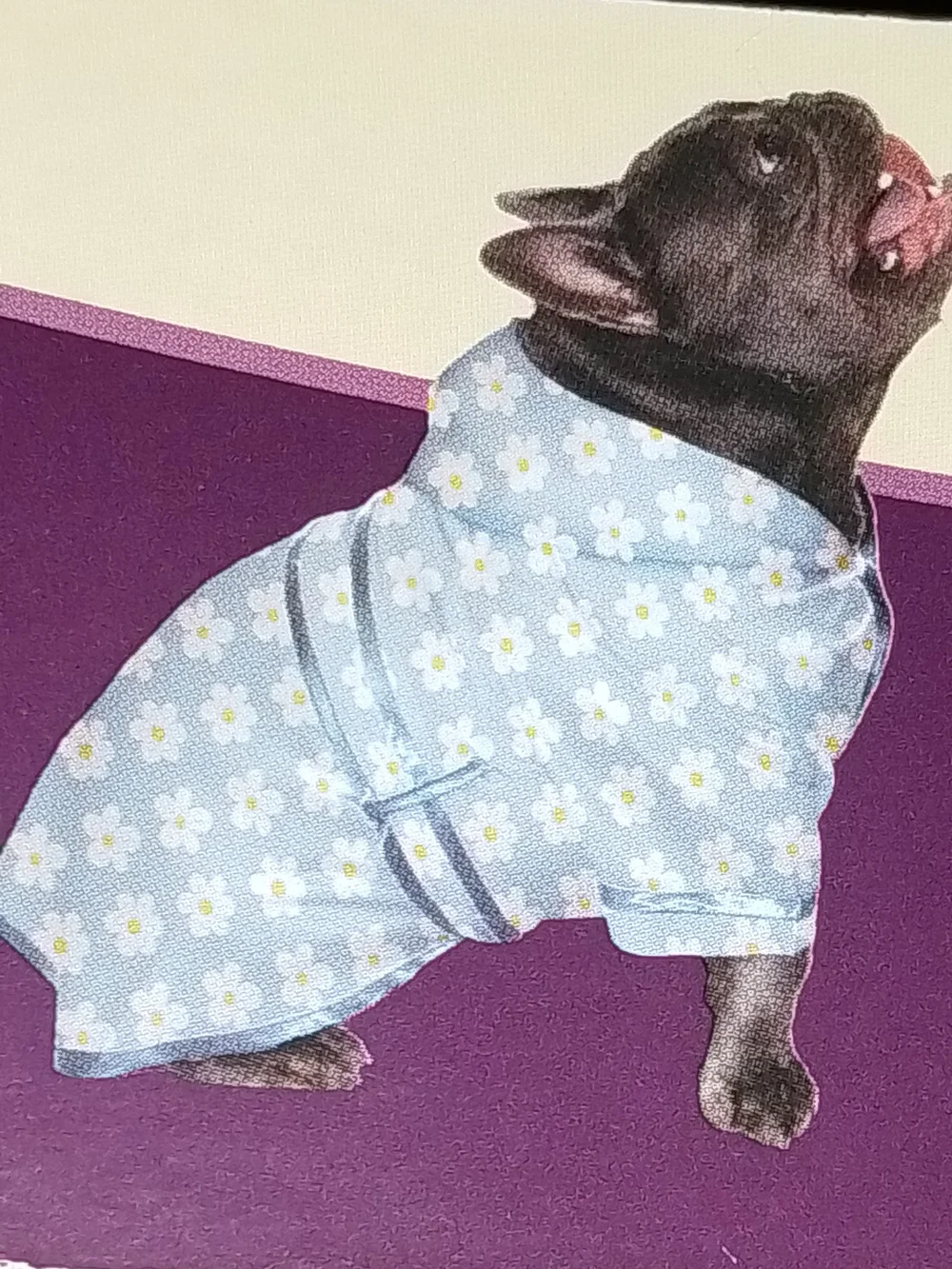 Blue Daisy Pet Bathrobe